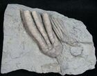 Double Scytalocrinus Crinoid Fossil - Crawfordsville #8399-1